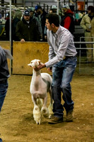 Sheep-Burnet Co. Livestock Show 2022